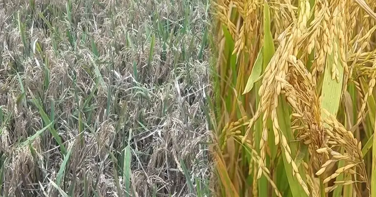 মৌলভীবাজারে চিটা ধরা ধানক্ষেত